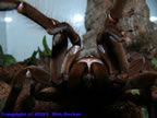 Theraphosa leblondi